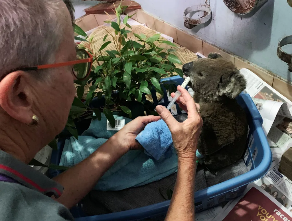 Veterinář krmí malou zachráněnou koalu v přírodní rezervaci Lake Innes v Austrálii