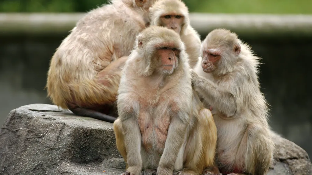 Opice makak rhesus