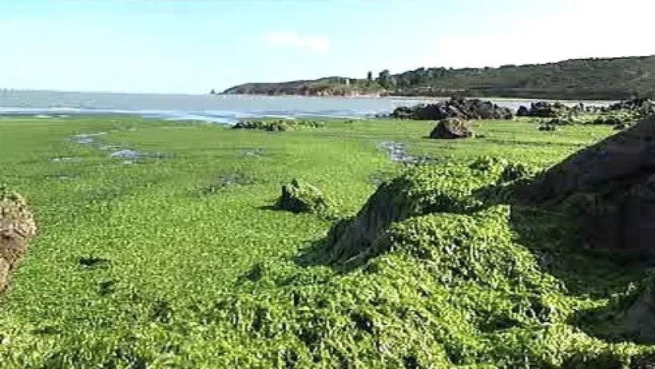 Bretaňské pobřeží pokryté řasami