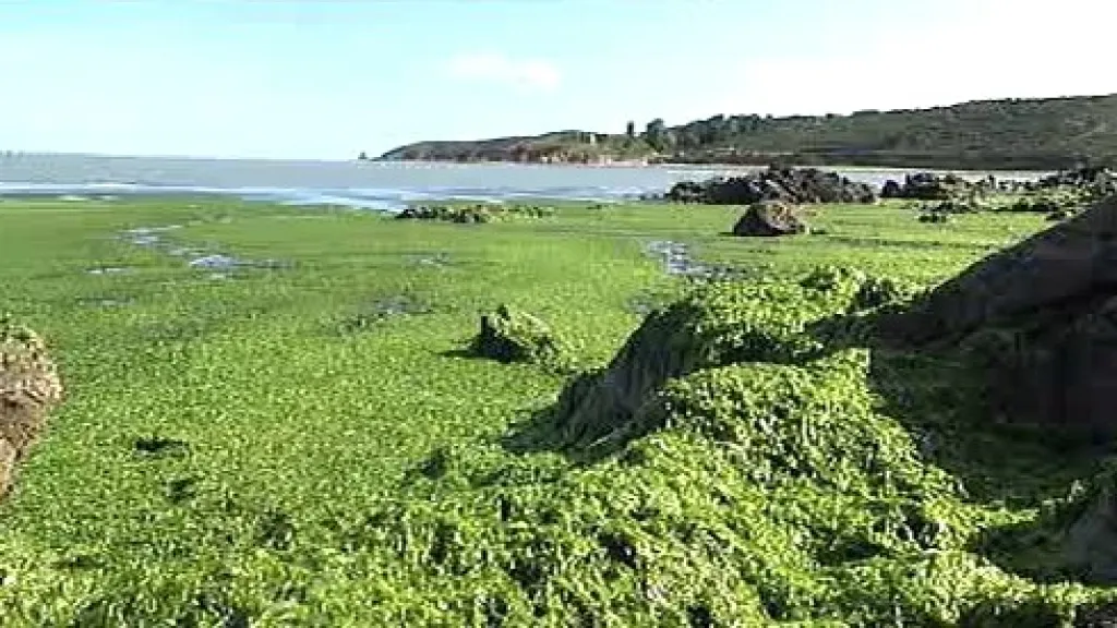 Bretaňské pobřeží pokryté řasami