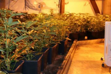 Nizozemci provozovali v Modřicích profesionální pěstírnu marihuany
