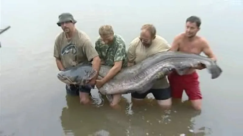 Sumec rekordman z Pasohlávek