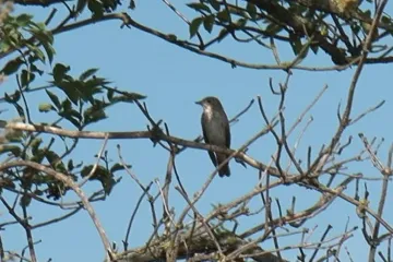 Ptáků v přírodě ubývá. Zabránit tomu chtějí jednotlivci i petice