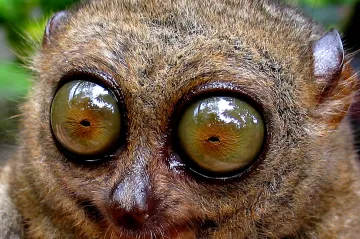 Čeští vědci úspěšně odchovali okatého nártouna