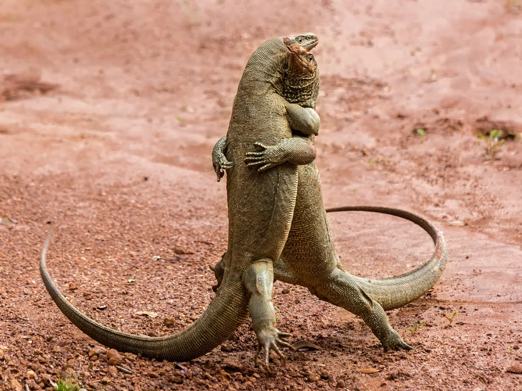 Ještěrčí wrestling (NP Wilpattu, Srí Lanka)