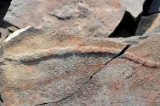 V Číně našli fosilii jednoho z nejstarších tvorů na Zemi. Třiceticentimetrový červ žil před půl miliardou let