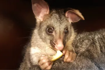 Brněnská zoo má další nový přírůstek. Samečka kusu liščího