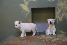 Hodonínská zoo se poprvé pochlubila vzácnými bílými lvíčaty