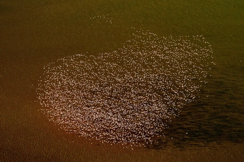 V kategorii The art of ecology zvítězil Peter Hudson se snímkem „For the love of Flamingos“