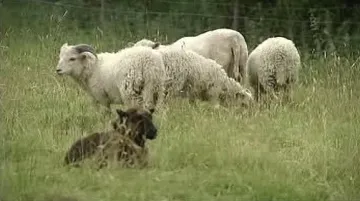 Chov ovcí