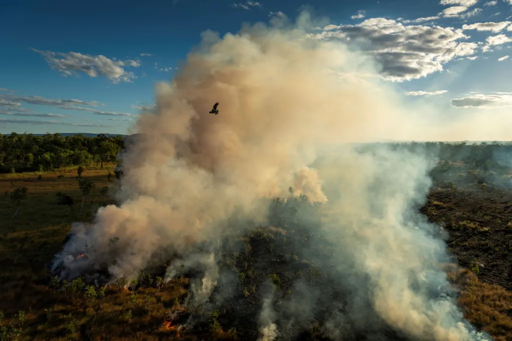 Vítězná fotografie v kategorii Fotografická série roku. Černý luňák letící nad ohněm zapáleným lovci v Mamadawerre v Austrálii. Loví v blízkosti aktivních požárů a chytají velký hmyz, malé savce a plazy, kteří prchají před plameny