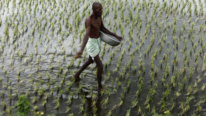 Indické zemědělství - nutný úděl pro vytrvalé