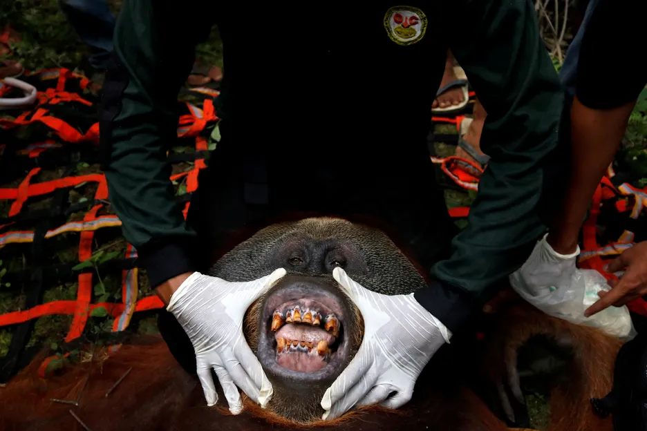 Veterinář vyšetřuje orangutana sumaterského zachráněného na plantážích jižního Acehu v Indonésii
