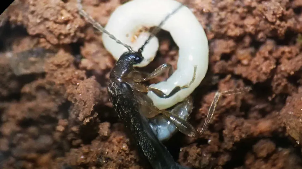 Samec a samička nové čeledi Jurasaidae