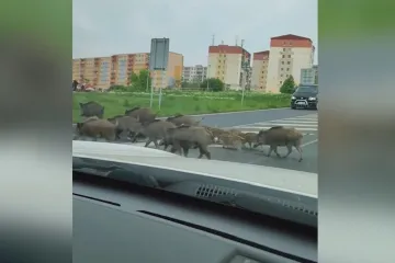 Přemnožení divočáci v Mostě za sebou nechávají stopy v parcích. Vyráží i k obchodům