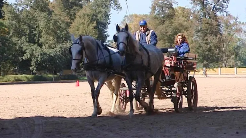 Hřebčín v Kladrubech