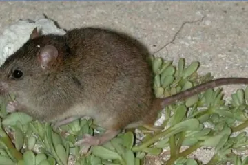 V Austrálii vyhynul celý krysí druh. Může za to stoupající hladina oceánů