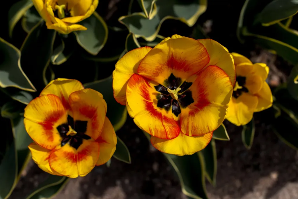Tato spolupráce je pro odborníky velmi zajímavá. Zpravidla jde o semena z oblastí, které nejsou zasaženy civilizací. Rostliny by mohla veřejnost vidět v horizontu pěti let