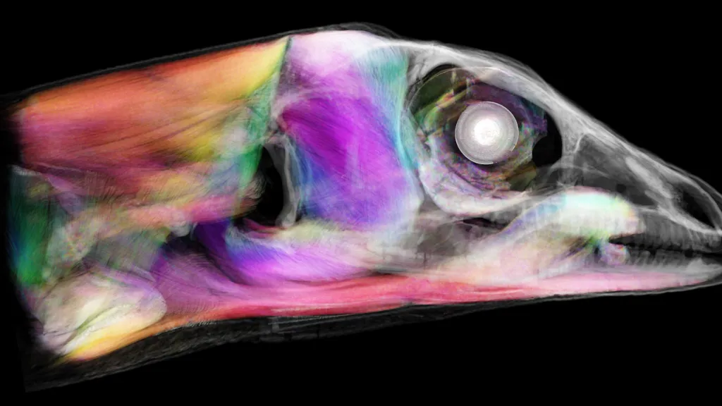 Hlava ještěra anolise rytířského