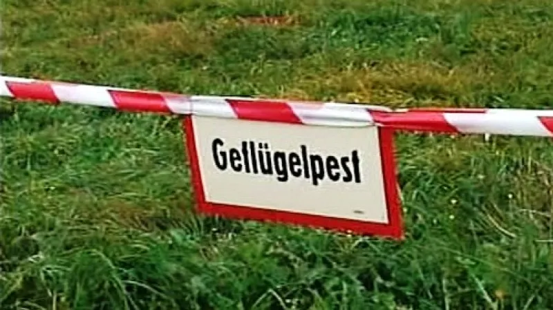 Ptačí chřipka v Německu