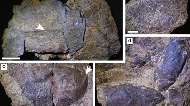 Pravěcí členovci nalezení v Maroku
