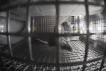 Myši se bez problémů přizpůsobí životu ve stavu beztíže, prokázal experiment na ISS