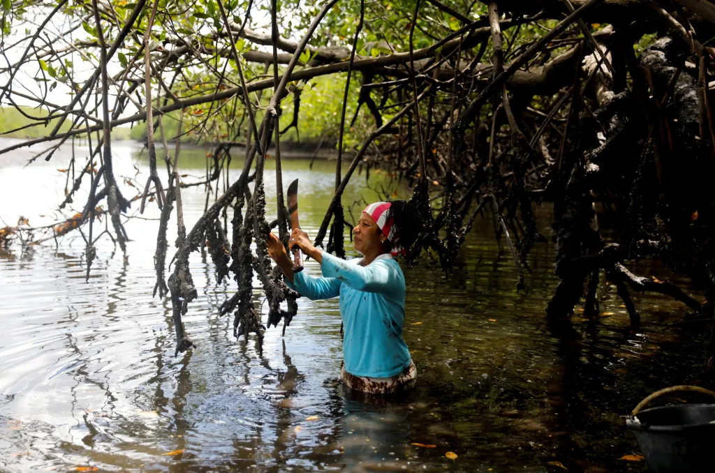 Rybářova žena Vandeka sice kraby neloví, ale každý den se stará o zpracování ůlovku. Jamile klesne voda, pracuje na sběru ústřic