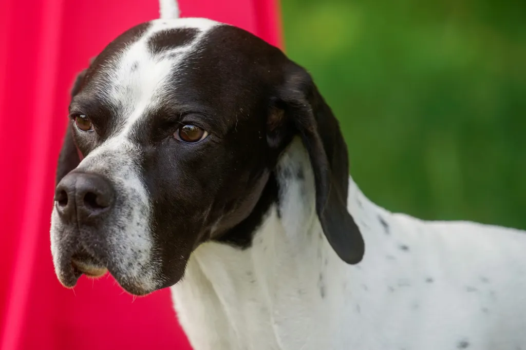 Jedna z nejstarších přehlídek psů na světě pořádaná klubem Westminster Kennel Club Dog našla nové místo v zahradách gotického usedlosti zvané Lyndhurst Mansion