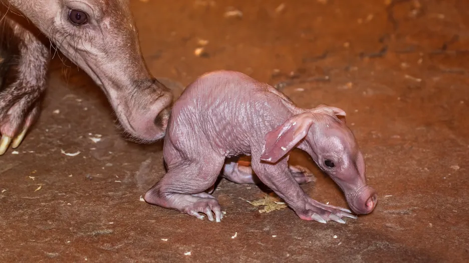 Matkou je Kvída a otcem Draco