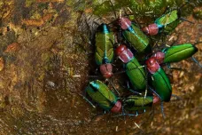 Slovenští vědci popsali exotické šváby, kteří žijí v superstátech. Vytvářejí společenstva podobná mravenčím