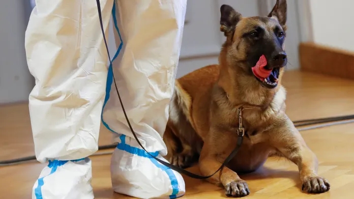 Fantasy, armádní pes vycvičený k rozpoznání koronaviru