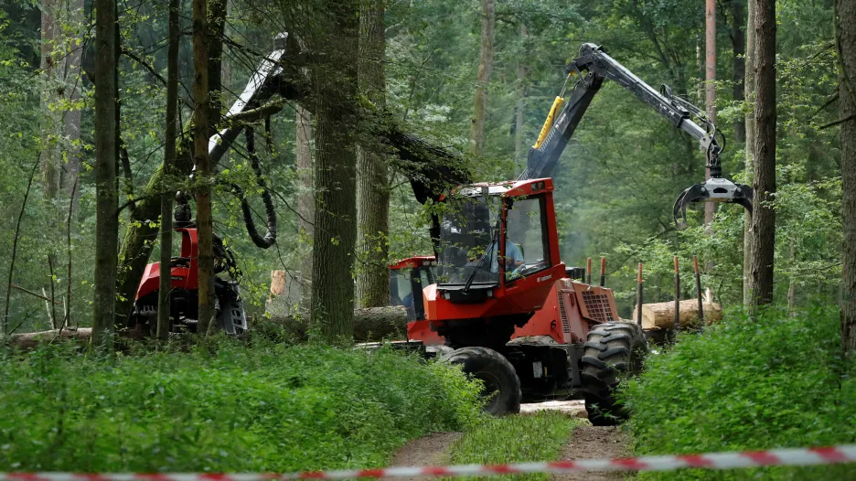 Kácení v Bělověžském pralese