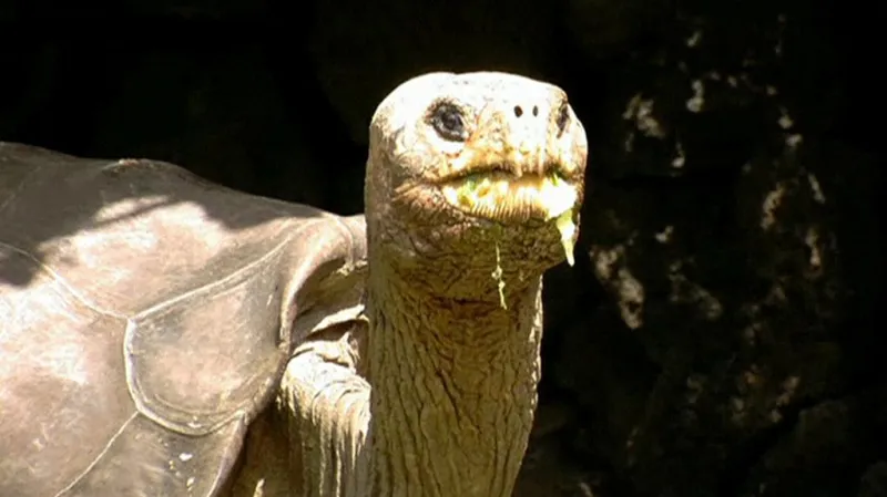 Želví samec George