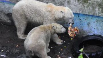 Lední medvědi v Zoo Brno