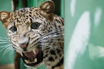 Arjuna na nás přijel vycenit zuby až z Berlína