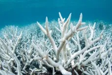 Australský korálový útes umírá. Jeho schopnost obnovovat se klesla o 89 procent