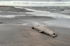 V Rusku uhynuly stovky ohrožených tuleňů. Může za to zřejmě únik plynu