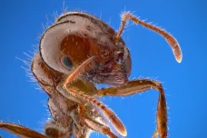 Obyvatele zatopeného Houstonu ohrožují ohniví mravenci