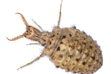 Jáma mravkolva je smrtící past. Vědci popsali, proč se jeho písečné lavině nedá uniknout