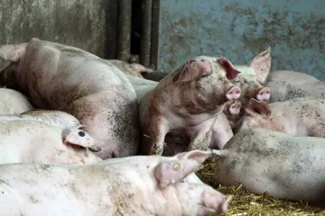 Nízké výkupní ceny mohou ovlivnit soběstačnost v produkci vepřového masa