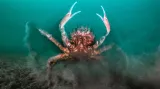 Kategorie Chladné vody. Spider Crabs
