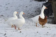 Veterináři zakázali kvůli ptačí chřipce chov drůbeže venku ve volném výběhu