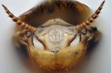 Rus domácí je v Evropě teprve čtvrt tisíciletí. Analýza ukázala, odkud přišel