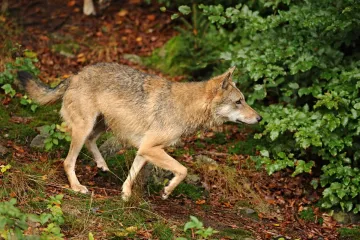 Krkonoše se staly dalším vlčím teritoriem v Česku, jsou tam zřejmě dvě smečky