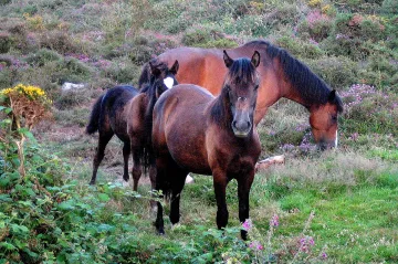 Stáda divokých koní tvoří složitou a vrstevnatou společnost, ukázal výzkum pomocí dronů