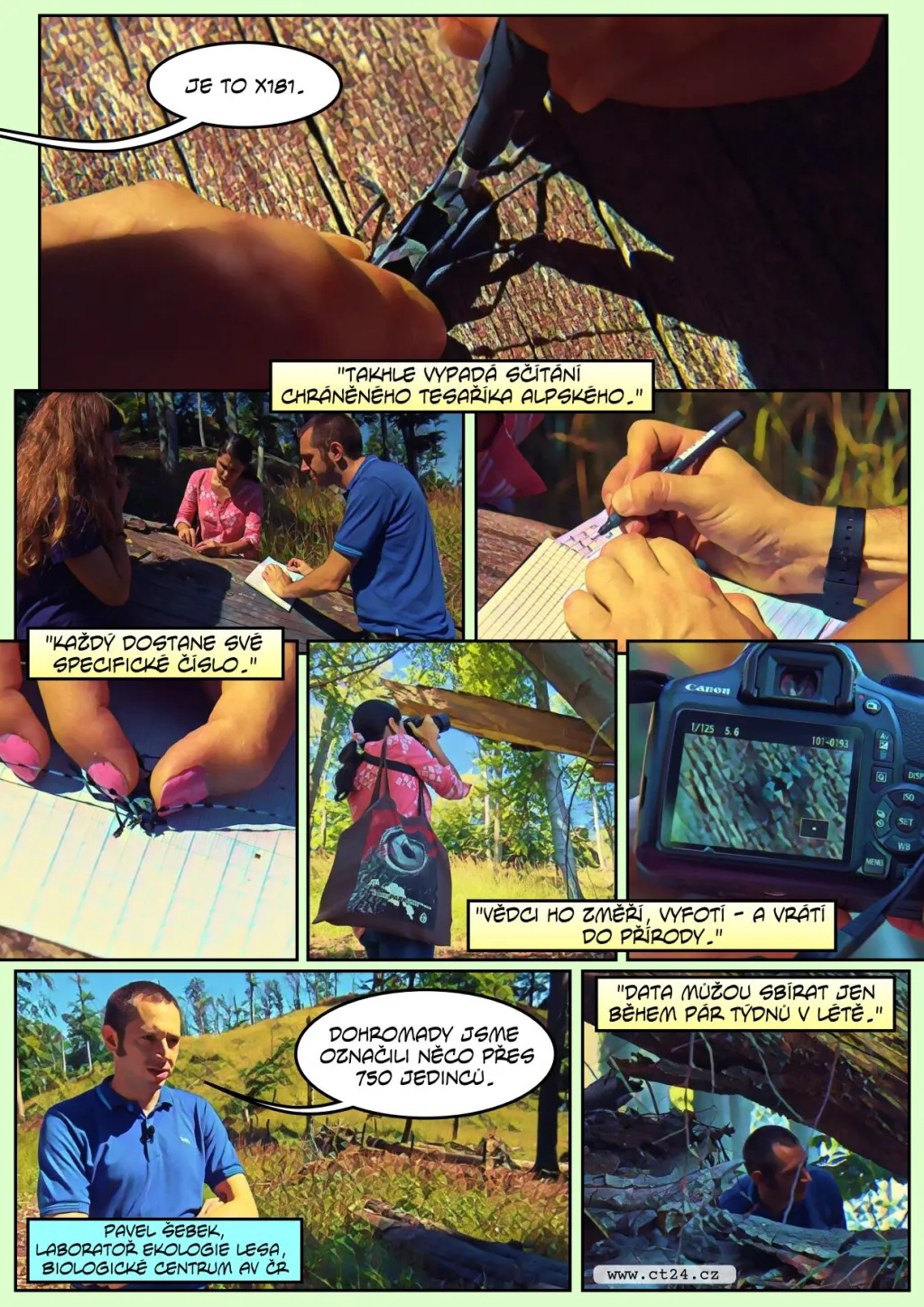 Vědci se snaží zachránit tesaříka