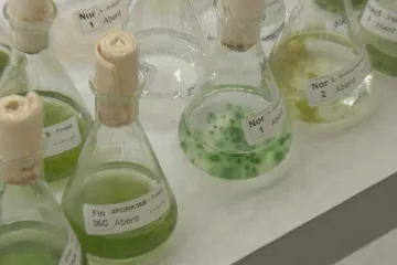 Na některých místech lipenské přehrady jsou sinice s toxiny, zjistili vědci