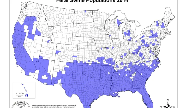Rozšíření prasete divokého v USA