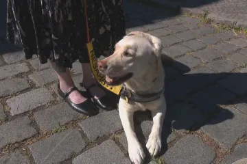 Ocenění pro psí hrdiny Statečné psí srdce se udělovala již po šestnácté