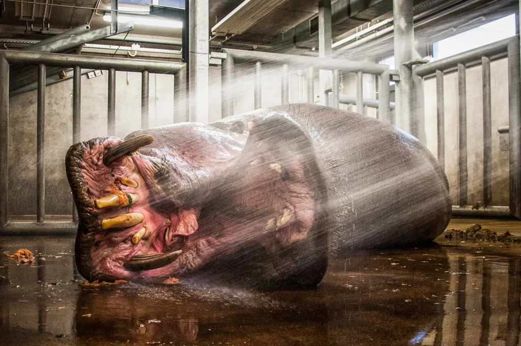 „Slávek“ je jedním z ikonických zvířat pražské zoo. Slavným se stal při povodních v roce 2002, kde zůstal uvězněný v pavilonu savců a při snaze dostat se ven vyboural jedno z oken. S touto fotografií hrocha, jak si nechává masírovat dásně stříkající vodou z hadice, vyhrál kategorii Zvířata v lidské péči Roman Vodička.